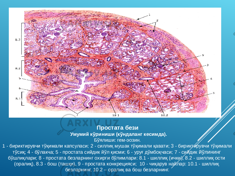 Простата бези Умумий кўриниши (кўндаланг кесимда). Бўялиши: гем-эозин. 1 - бириктирувчи тўқимали капсуласи; 2 - силлиқ мушак тўқимали қавати; 3 - бириктирувчи тўқимали тўсиқ; 4 - бўлакча; 5 - простата сийдик йўл қисми; 6 - уруғ дўмбоқчаси; 7 - сийдик йўлининг бўшлиқлари; 8 - простата безларнинг охирги бўлимлари: 8.1 - шиллиқ (ички), 8.2 - шиллиқ ости (оралиқ), 8.3 - бош (ташқи), 9 - простата конкрецияси; 10 - чиқарув найлар: 10.1 - шиллиқ безларнинг, 10.2 – оралиқ ва бош безларнинг. 