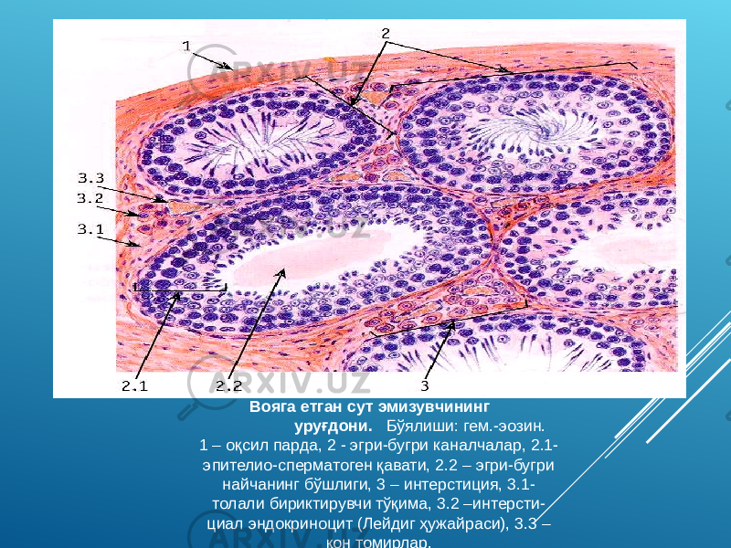  Вояга етган сут эмизувчининг уруғдони. Бўялиши: гем.-эозин. 1 – оқсил парда, 2 - эгри-бугри каналчалар, 2.1- эпителио-сперматоген қавати, 2.2 – эгри-бугри найчанинг бўшлиги, 3 – интерстиция, 3.1- толали бириктирувчи тўқима, 3.2 –интерсти- циал эндокриноцит (Лейдиг ҳужайраси), 3.3 – қон томирлар. 