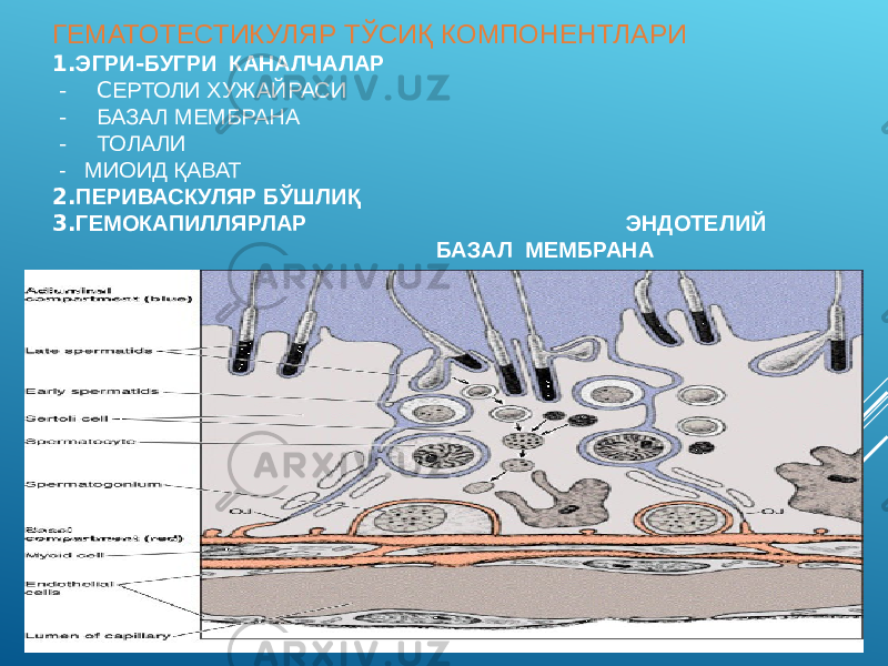 ГЕМАТОТЕСТИКУЛЯР ТЎСИҚ КОМПОНЕНТЛАРИ 1. ЭГРИ - БУГРИ КАНАЛЧАЛАР - С ЕРТОЛИ ХУЖАЙРАСИ - БАЗАЛ МЕМБРАНА - ТОЛАЛИ - МИОИД ҚАВАТ 2. ПЕРИВАСКУЛЯР БЎШЛИҚ 3. ГЕМОКАПИЛЛЯРЛАР ЭНДОТЕЛИЙ БАЗАЛ МЕМБРАНА 