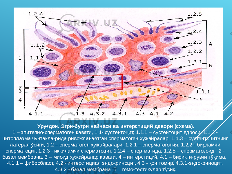 Уруғдон. Эгри-бугри найчаси ва интерстиций девори (схема). 1 – эпителио-сперматоген қавати, 1.1- сустентоцит, 1.1.1 – сустентоцит ядроси, 1.1.2 - цитоплазма чунтакла-рида ривожланаётган сперматоген ҳужайралар, 1.1.3 – сустентоцитнинг латерал ўсиги, 1.2 – сперматоген ҳужайралари, 1.2.1 – сперматогония, 1.2.2 - бирламчи сперматоцит, 1.2.3 - иккиламчи сперматоцит, 1.2.4 – спер-матида, 1.2.5 – сперматозоид, 2 - базал мембрана, 3 – миоид ҳужайралар қавати, 4 – интерстиций, 4.1 – бирикти-рувчи тўқима, 4.1.1 – фибробласт, 4.2 - интерстициал эндокриноцит, 4.3 - қон томир, 4.3.1-эндокриноцит, 4.3.2 - базал мембрана, 5 – гемо-тестикуляр тўсиқ. 