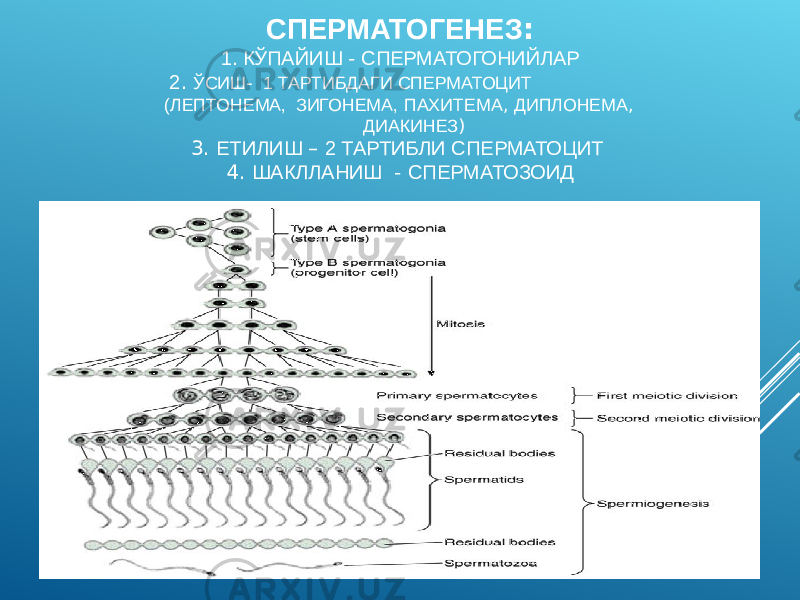 СПЕРМАТОГЕНЕЗ : 1. КЎПАЙИШ - СПЕРМАТОГОНИЙЛАР 2 . ЎСИШ - 1 ТАРТИБДАГИ СПЕРМАТОЦИТ (ЛЕПТОНЕМА, ЗИГОНЕМА, ПАХИТЕМА , ДИПЛОНЕМА , ДИАКИНЕЗ ) 3. ЕТИЛИШ – 2 ТАРТИБЛИ СПЕРМАТОЦИТ 4. ШАКЛЛАНИШ - СПЕРМАТОЗОИД 