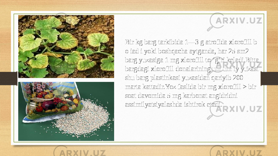 Bir kg barg tarkibida 1—3 g atrofida xlorofill b o iad i yoki boshqacha aytganda, har 25 sm2 barg yuzasiga 1 mg xlorofill to ‘g‘ri keladi.Bitta bargdagi xlorofill donalarining um um iy yuzasi shu barg plastinkasi yuzasidan qariyib 200 marta kattadir.Yoz faslida bir mg xlorofill > bir soat davomida 5 mg karbonat angidridni assimilyatsiyalashda ishtirok etadi. 