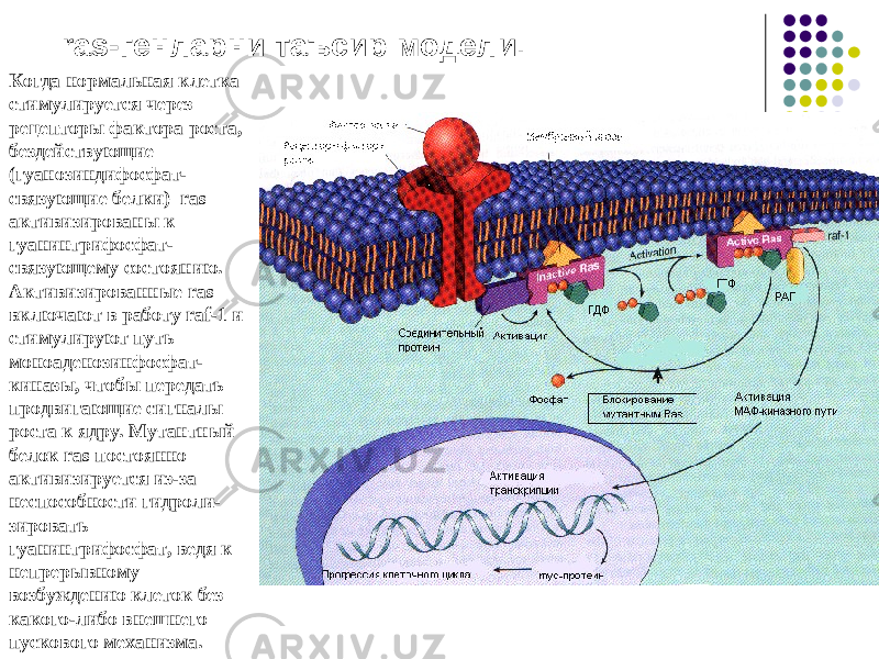 Когда нормальная клетка стимулируется через рецепторы фактора роста, бездействующие (гуанозиндифосфат- связующие белки) ras активизированы к гуанинтрифосфат- связующему состоянию. Активизированные ras включают в работу raf-1 и стимулируют путь моноаденозинфосфат- киназы, чтобы передать продвигающие сигналы роста к ядру. Мутантный белок ras постоянно активизируется из-за неспособности гидроли - зировать гуанинтрифосфат, ведя к непрерывному возбуждению клеток без какого-либо внешнего пускового механизма. ras- генларни таъсир модели. 