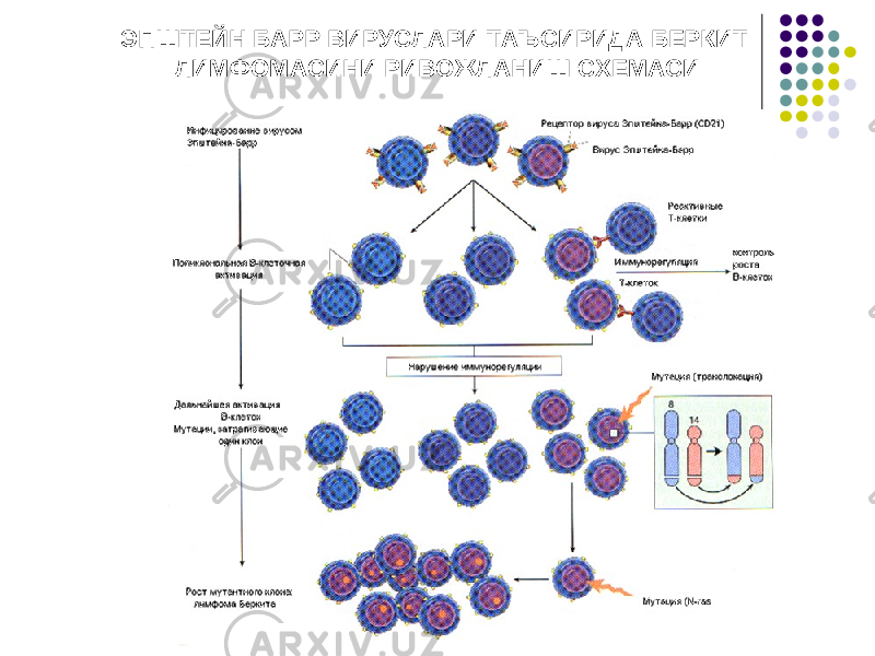  ЭПШТЕЙН БАРР ВИРУСЛАРИ ТАЪСИРИДА БЕРКИТ ЛИМФОМАСИНИ РИВОЖЛАНИШ СХЕМАСИ 