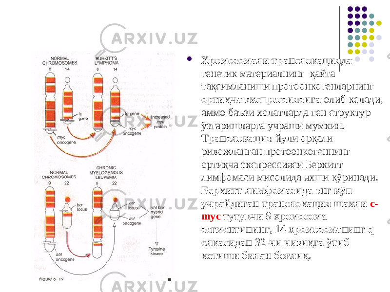  Хромосомали транслокацияда генетик материалнинг қайта тақсимланиши протоонкогенларнинг ортиқча экспрессиясига олиб келади, аммо баъзи холатларда ген структур ўзгаришларга учраши мумкин. Транслокация йули орқали ривожланган протоонкогеннинг ортиқча экспрессияси Беркитт лимфомаси мисолида яхши кўринади . Беркитт лимфомасида энг кўп учрайдиган транслокация шакли с- mус тутувчи 8 хромосома сегментининг, 14 хромосоманинг q елкасидан 32-чи чизиқга ўтиб кетиши билан боғлиқ. 