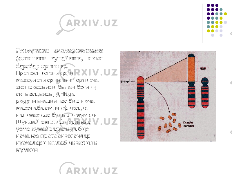 Генларнинг амплификацияси (сонининг купайиши, икки баробар ортиши). Протоонкогенларни махсулотларнининг ортиқча экспрессияси билан боғлиқ активацияси, ДНКда редупликация ва бир неча маротаба амплификация натижасида булиши мумкин. Шундай амплификацияда усма хужайраларида бир неча юз протоонкогенлар нусхалари ишлаб чикилиши мумкин. 