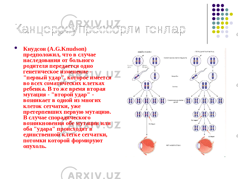 Канцеросупрессорли генлар  Кнудсон (A.G.Knudson) предположил, что в случае наследования от больного родителя передается одно генетическое изменение - &#34;первый удар&#34;, которое имеется во всех соматических клетках ребенка. В то же время вторая мутация - &#34;второй удар&#34; - возникает в одной из многих клеток сетчатки, уже претерпевших первую мутацию. В случае спорадического возникновения обе мутации или оба &#34;удара&#34; происходят в единственной клетке сетчатки, потомки которой формируют опухоль. 