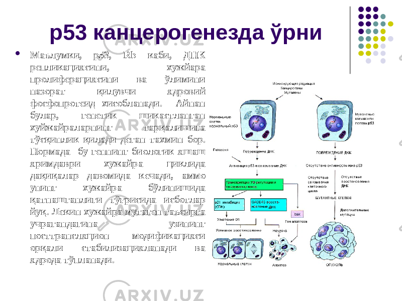 р53 канцерогенезда ўрни  Маълумки, р53, Rb каби, ДНК репликациясини , хужйара пролиферациясини ва ўлимини назорат қилувчи ядровий фосфопротеид хисобланади. Айнан булар, генетик шикастланган хуйжайраларнинг тарқалишига тўсқинлик қилади деган тахмин бор. Нормада бу геннинг биологик яшаш яримдаври хужайра циклида дақиқалар давомида кечади, аммо унинг хужайра бўлинишида қатнашганлиги тўғрисида исботлар йуқ. Лекин хужайра мутаген таъсирга учрагандагина узининг посттрансляцион модификацияси орқали стабилизацияланади ва ядрода тўпланади. 