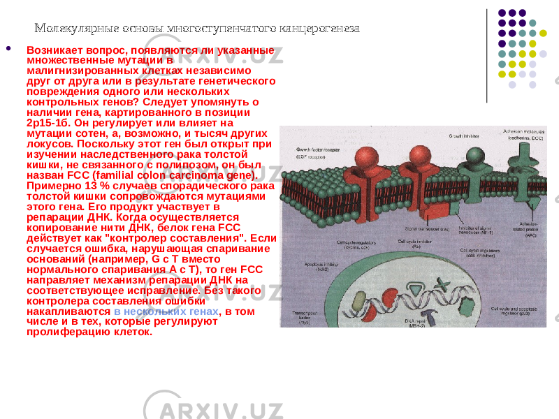 Молекулярные основы многоступенчатого канцерогенеза  Возникает вопрос, появляются ли указанные множественные мутации в малигнизированных клетках независимо друг от друга или в результате генетического повреждения одного или нескольких контрольных генов? Следует упомянуть о наличии гена, картированного в позиции 2р15-1б. Он регулирует или влияет на мутации сотен, а, возможно, и тысяч других локусов. Поскольку этот ген был открыт при изучении наследственного рака толстой кишки, не связанного с полипозом, он был назван FCC (familial colon carcinoma gene). Примерно 13 % случаев спорадического рака толстой кишки сопровождаются мутациями этого гена. Его продукт участвует в репарации ДНК. Когда осуществляется копирование нити ДНК, белок гена FCC действует как &#34;контролер составления&#34;. Если случается ошибка, нарушающая спаривание оснований (например, G с Т вместо нормального спаривания А с Т), то ген FCC направляет механизм репарации ДНК на соответствующее исправление. Без такого контролера составления ошибки накапливаются в нескольких генах , в том числе и в тех, которые регулируют пролиферацию клеток. 