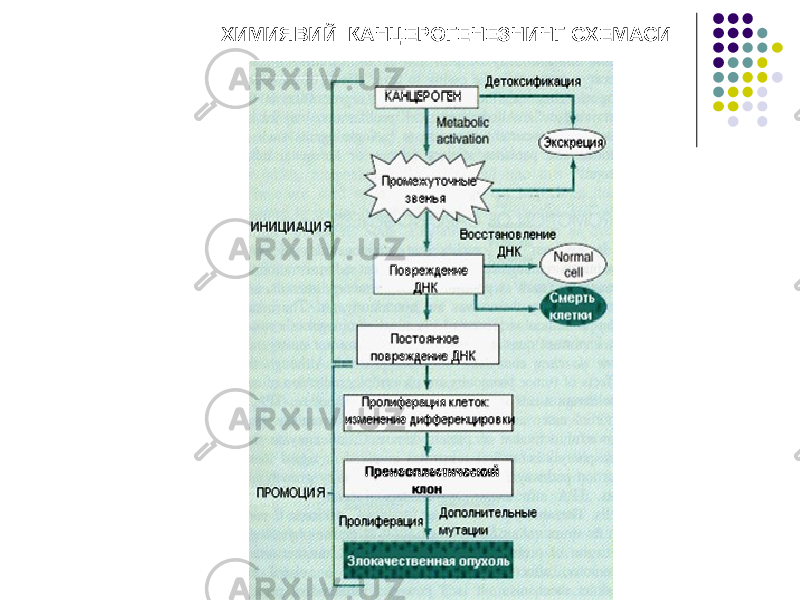 ХИМИЯВИЙ КАНЦЕРОГЕНЕЗНИНГ СХЕМАСИ 