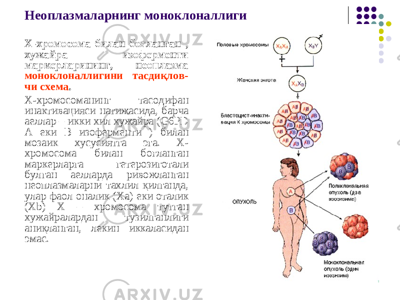 Неоплазмаларнинг моноклоналлиги X-хромосома билан боғланган , хужайра изоферменти маркерларининг, неоплазма моноклоналлигини тасдиқлов- чи схема . X-хромосоманинг тасодифан инактивацияси натижасида, барча аеллар – икки хил хужайра (G6PD A еки В изоферменти ) билан мозаик хусусиятга эга. X- хромосома билан боғланган маркерларга гетерозиготали булган аелларда ривожланган неоплазмаларни тахлил қилганда, улар фаол оналик (Ха) еки оталик (X b ) X – хромосома тутган хужайралардан тузилганлиги аниқланган, лекин иккаласидан эмас. 