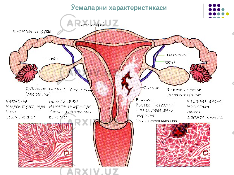 Ўсмаларни характеристикаси 