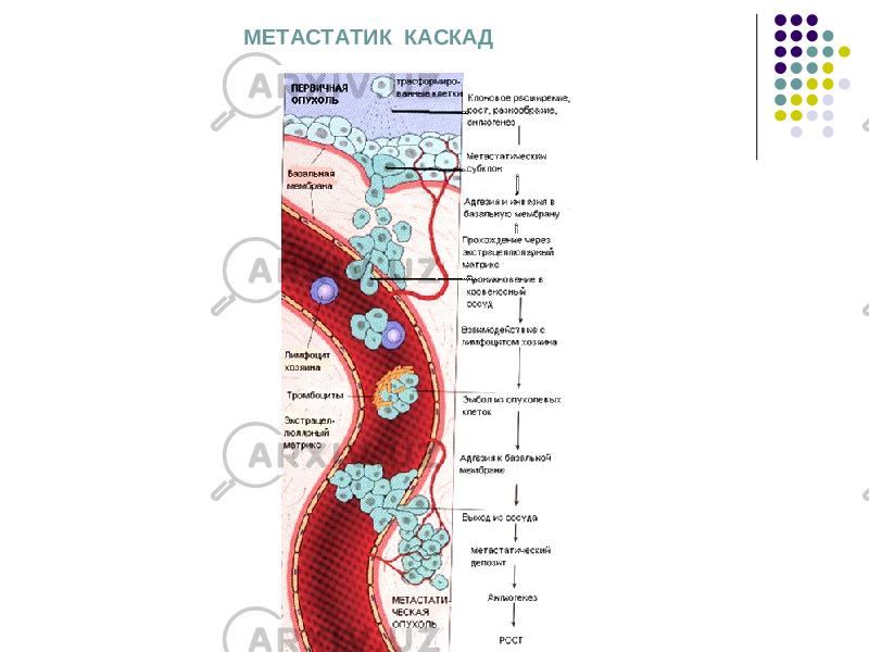 МЕТАСТАТИК КАСКАД 