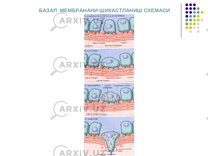 БАЗАЛ МЕМБРАНАНИ ШИКАСТЛАНИШ СХЕМАСИ 