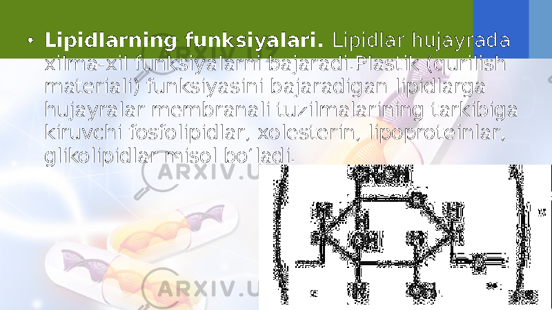 • Lipidlarning funksiyalari. Lipidlar hujayrada xilma-xil funksiyalarni bajaradi.Plastik (qurilish materiali) funksiyasini bajaradigan lipidlarga hujayralar membranali tuzilmalarining tarkibiga kiruvchi fosfolipidlar, xolesterin, lipoproteinlar, glikolipidlar misol bo‘ladi. 