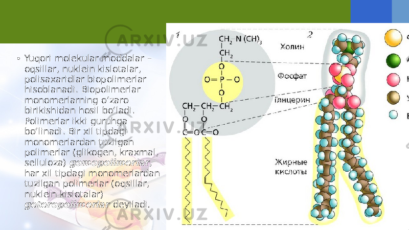 • Yuqori molekular moddalar – oqsillar, nuklein kislotalar, polisaxaridlar biopolimerlar hisoblanadi. Biopolimerlar monomerlarning o‘zaro birikishidan hosil bo‘ladi. Polimerlar ikki guruhga bo‘linadi. Bir xil tipdagi monomerlardan tuzilgan polimerlar (glikogen, kraxmal, selluloza) gomopolimerlar , har xil tipdagi monomerlardan tuzilgan polimerlar (oqsillar, nuklein kislotalar) geteropolimerlar deyiladi . 