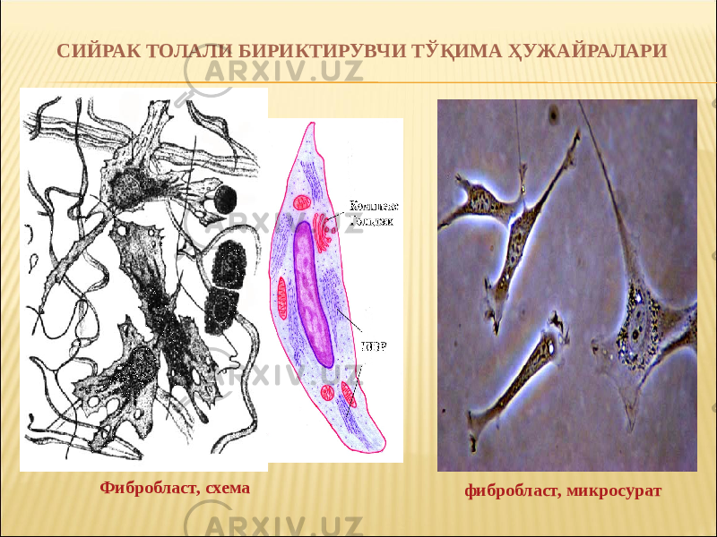 СИЙРАК ТОЛАЛИ БИРИКТИРУВЧИ ТЎҚИМА ҲУЖАЙРАЛАРИ Фибробласт, схема фибробласт, микросурат 