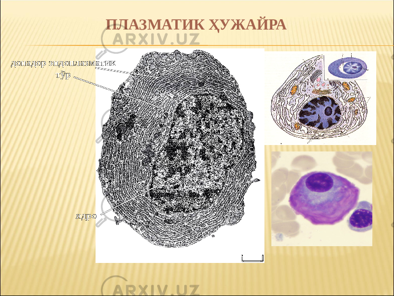 ПЛАЗМАТИК ҲУЖАЙРА ядродонадор эндоплазматик тўр 