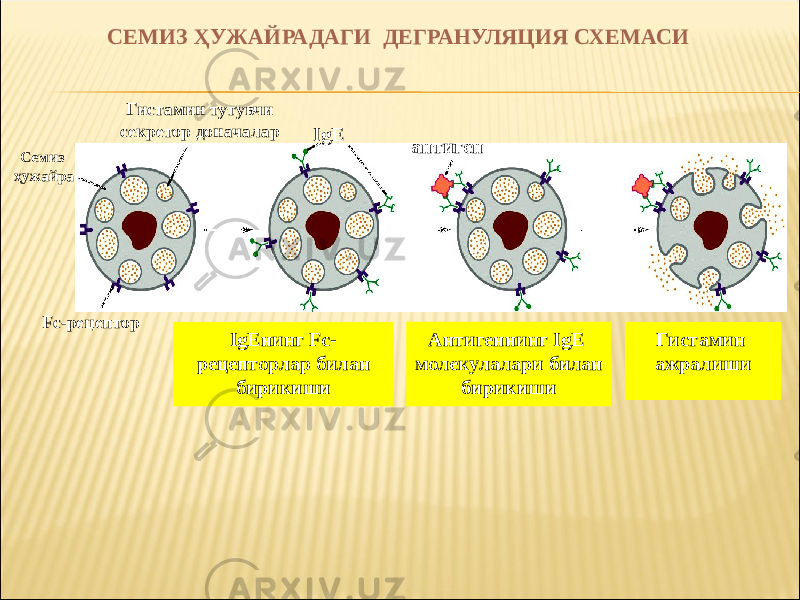 СЕМИЗ ҲУЖАЙРАДАГИ ДЕГРАНУЛЯЦИЯ СХЕМАСИ Семиз ҳужайра Гистамин тутувчи секретор доначалар Fc-рецептор IgE антиген Антигеннинг IgE молекулалари билан бирикишиIgEнинг Fc- рецепторлар билан бирикиши Гистамин ажралиши 