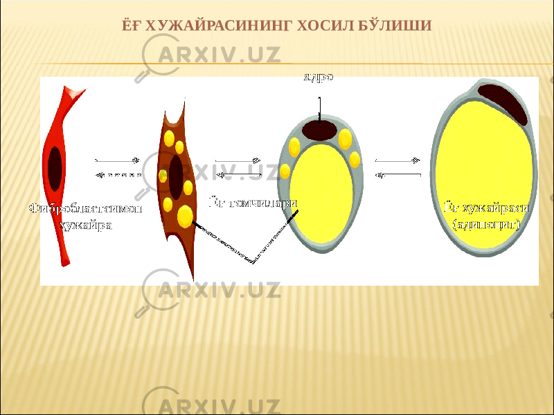 ЁҒ ХУЖАЙРАСИНИНГ ХОСИЛ БЎЛИШИ Фибробластсимон ҳужайра Ёғ томчилари ядро Ёғ хужайраси (адипоцит) 