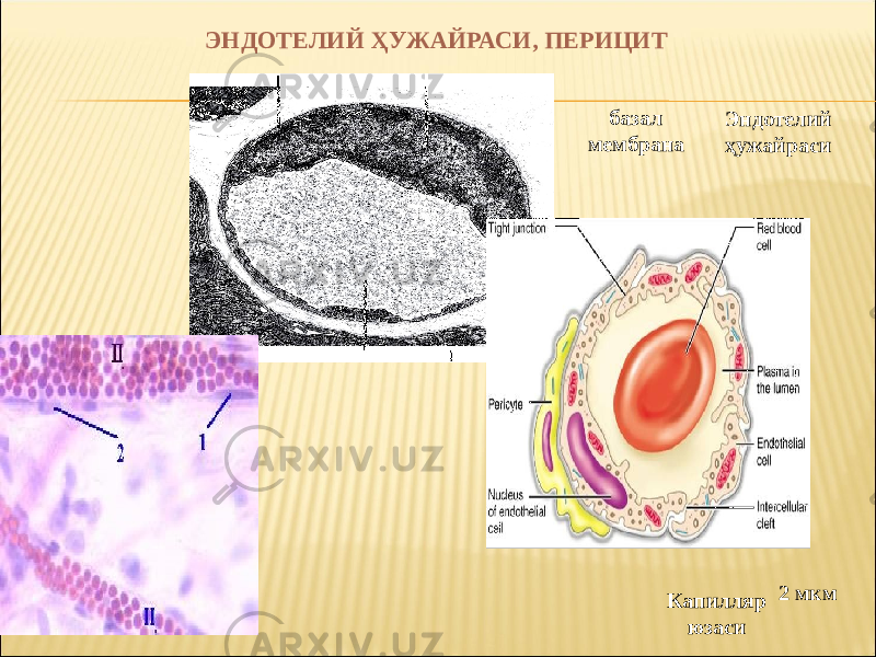 ЭНДОТЕЛИЙ ҲУЖАЙРАСИ, ПЕРИЦИТ Капилляр юзаси 2 мкмбазал мембрана Эндотелий ҳужайраси 