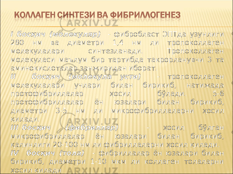 I босқич (молекуляр) - фибробласт ЭПТда узунлиги 280 нм ва диаметри 1,4 нм ли тропоколлаген молекулалари синтезланади. Тропоколлаген молекуласи маълум бир тартибда такрорланувчи 3 та аминокислоталар занжиридан иборат. II босқич (молекула усти) - тропоколлаген молекулалари учлари билан бирикиб, натижада протофибриллалар ҳосил бўлади. 5-6 протофибриллалар ён юзалари билан бирикиб, диаметри 3-5 нм ли микрофибриллаларни ҳосил қилади. III босқич (фибрилляр) - ҳосил бўлган микрофибриллалар ён юзалари билан бирикиб, қалинлиги 20-100 нм ли фибриллаларни ҳосил қилади. IV босқич (тола) - фибриллалар ён юзалари билан бирикиб, диаметри 1-10 мкм ли коллаген толаларни ҳосил қилади 