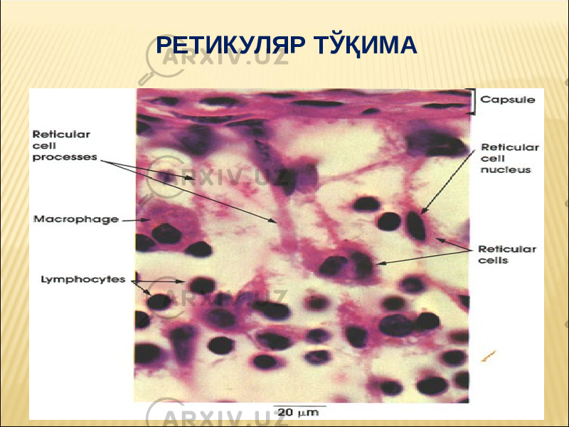 РЕТИКУЛЯР ТЎҚИМА 