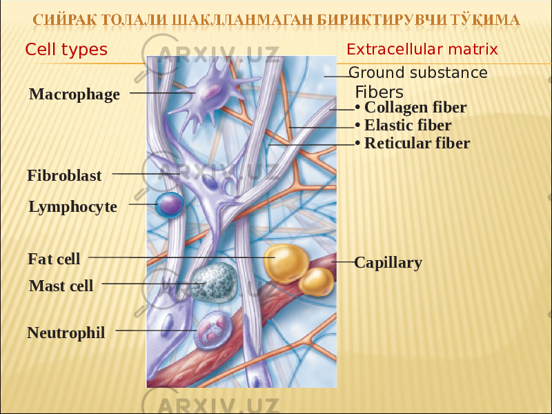 Macrophage Fibroblast Lymphocyte Fat cell Mast cell Neutrophil CapillaryCell types Extracellular matrix Fibers • Collagen fiber • Elastic fiber • Reticular fiberGround substance 