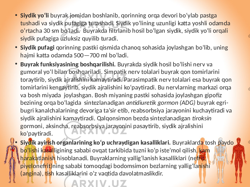 • Siydik yo‘li buyrak jomidan boshlanib, qorinning orqa devori bo‘ylab pastga tushadi va siydik pufagiga tutashadi. Siydik yo‘lining uzunligi katta yoshli odamda o‘rtacha 30 sm bo‘ladi. Buyrakda filtrlanib hosil bo‘lgan siydik, siydik yo‘li orqali siydik pufagiga uzluksiz quyilib turadi. • Siydik pufagi qorinning pastki qismida chanoq sohasida joylashgan bo‘lib, uning hajmi katta odamda 500—700 ml bo‘ladi. • Buyrak funksiyasining boshqarilishi. Buyrakda siydik hosil bo‘lishi nerv va gumoral yo‘l bilan boshqariladi. Simpatik nerv tolalari buyrak qon tomirlarini toraytirib, siydik ajralishini kamaytiradi. Parasimpatik nerv tolalari esa buyrak qon tomirlarini kengaytirib, siydik ajralishini ko‘paytiradi. Bu nervlarning markazi orqa va bosh miyada joylashgan. Bosh miyaning pastki sohasida joylashgan gipofiz bezining orqa bo‘lagida sintezlanadigan antidiuretik gormon (ADG) buyrak egri- bugri kanalchalarining devoriga ta’sir etib, reabsorbsiya jarayonini kuchaytiradi va siydik ajralishini kamaytiradi. Qalqonsimon bezda sintezlanadigan tiroksin gormoni, aksincha, reabsorbsiya jarayonini pasaytirib, siydik ajralishini ko‘paytiradi. • Siydik ayirish organlarining ko‘p uchraydigan kasalliklari. Buyraklarda tosh paydo bo‘lishi kasalligining sababi ovqat tarkibida tuzni ko‘p iste’mol qilish, kam harakatlanish hisoblanadi. Buyraklarning yallig‘lanish kasalliklari (nefrit, piyelonefrit)ning sababi tomoqdagi bodomsimon bezlarning yallig‘lanishi (angina), tish kasalliklarini o‘z vaqtida davolatmaslikdir. 