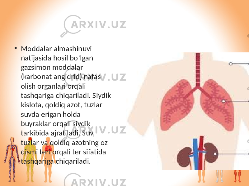 • Moddalar almashinuvi natijasida hosil bo‘lgan gazsimon moddalar (karbonat angidrid) nafas olish organlari orqali tashqariga chiqariladi. Siydik kislota, qoldiq azot, tuzlar suvda erigan holda buyraklar orqali siydik tarkibida ajratiladi. Suv, tuzlar va qoldiq azotning oz qismi teri orqali ter sifatida tashqariga chiqariladi. 