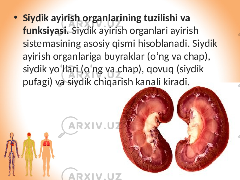 • Siydik ayirish organlarining tuzilishi va funksiyasi. Siydik ayirish organlari ayirish sistemasining asosiy qismi hisoblanadi. Siydik ayirish organlariga buyraklar (o‘ng va chap), siydik yo‘llari (o‘ng va chap), qovuq (siydik pufagi) va siydik chiqarish kanali kiradi. 