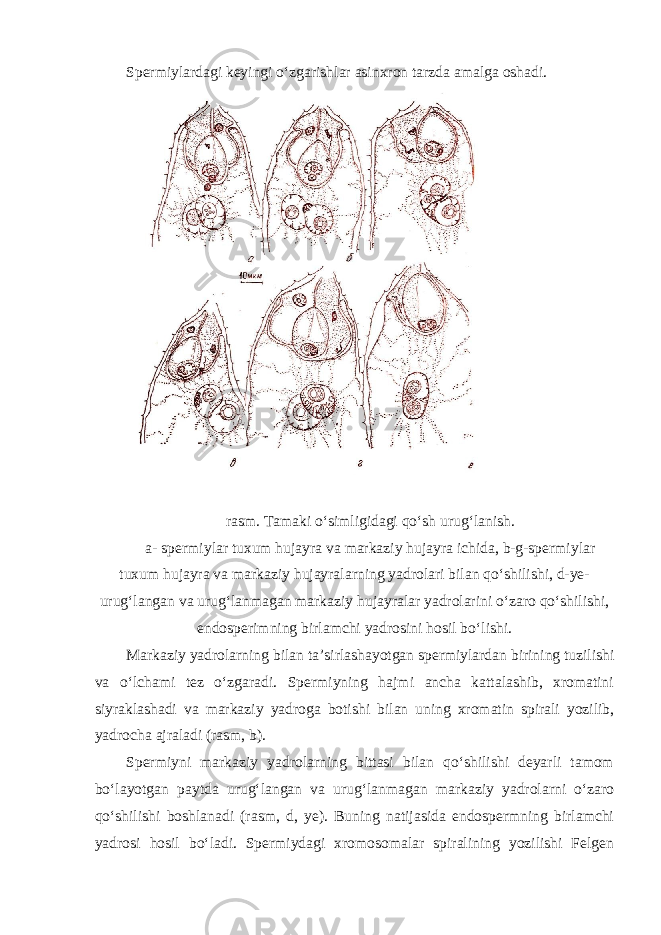 Spermiylardagi keyingi o‘zgarishlar asinxron tarzda amalga oshadi. rasm. Tamaki o‘simligidagi qo‘sh urug‘lanish. a- spermiylar tuxum hujayra va markaziy hujayra ichida, b-g-spermiylar tuxum hujayra va markaziy hujayralarning yadrolari bilan qo‘shilishi, d-ye- urug‘langan va urug‘lanmagan markaziy hujayralar yadrolarini o‘zaro qo‘shilishi, endosperimning birlamchi yadrosini hosil bo‘lishi. Markaziy yadrolarning bilan ta’sirlashayotgan spermiylardan birining tuzilishi va o‘lchami tez o‘zgaradi. Spermiyning hajmi ancha kattalashib, xromatini siyraklashadi va markaziy yadroga botishi bilan uning xromatin spirali yozilib, yadrocha ajraladi (rasm, b). Spermiyni markaziy yadrolarning bittasi bilan qo‘shilishi deyarli tamom bo‘layotgan paytda urug‘langan va urug‘lanmagan markaziy yadrolarni o‘zaro qo‘shilishi boshlanadi (rasm, d, ye). Buning natijasida endospermning birlamchi yadrosi hosil bo‘ladi. Spermiydagi xromosomalar spiralining yozilishi Felgen 