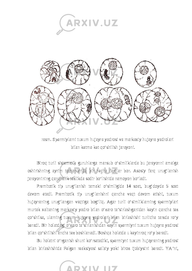  rasm. Spermiylarni tuxum hujayra yadrosi va markaziy hujayra yadrolari bilan ketma-ket qo‘shilish jarayoni. Biroq turli sistematik guruhlarga mansub o‘simliklarda bu jarayonni amalga oshirishning ayrim tomonlarida bir necha farqlar bor. Asosiy farq urug‘lanish jarayonining qanchalik tezlikda sodir bo‘lishida namoyon bo‘ladi. Premitotik tip urug‘lanish tamaki o‘simligida 14 soat, bug‘doyda 5 soat davom etadi. Premitotik tip urug‘lanishni qancha vaqt davom etishi, tuxum hujayraning urug‘langan vaqtiga bog‘liq. Agar turli o‘simliklarning spermiylari murtak xaltaning markaziy yadro bilan o‘zaro ta’sirlashganidan keyin qancha tez qo‘shilsa, ularning tuxum hujayra yadrolari bilan birlashishi turlicha tarzda ro‘y beradi. Bir holatdagi o‘zaro ta’sirlanishdan keyin spermiyni tuxum hujayra yadrosi bilan qo‘shilishi ancha tez boshlanadi. Boshqa holatda u keyinroq ro‘y beradi. Bu holatni o‘rganish shuni ko‘rsatadiki, spermiyni tuxum hujayraning yadrosi bilan birlashishida Felgen reaksiyasi salbiy yoki biroz ijobiysini beradi. YA’ni, 