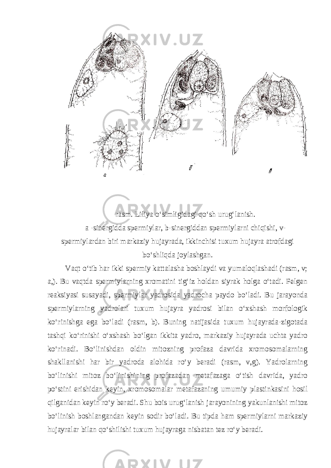  rasm. Liliya o‘simligidagi qo‘sh urug‘lanish. a -sinergidda spermiylar, b-sinergiddan spermiylarni chiqishi, v- spermiylardan biri markaziy hujayrada, ikkinchisi tuxum hujayra atrofdagi bo‘shliqda joylashgan. Vaqt o‘tib har ikki spermiy kattalasha boshlaydi va yumaloqlashadi (rasm, v; a,). Bu vaqtda spermiylarning xromatini tig‘iz holdan siyrak holga o‘tadi. Felgen reaksiyasi susayadi, spermiylar yadrosida yadrocha paydo bo‘ladi. Bu jarayonda spermiylarning yadrolari tuxum hujayra yadrosi bilan o‘xshash morfologik ko‘rinishga ega bo‘ladi (rasm, b). Buning natijasida tuxum hujayrada-zigotada tashqi ko‘rinishi o‘xshash bo‘lgan ikkita yadro, markaziy hujayrada uchta yadro ko‘rinadi. Bo‘linishdan oldin mitozning profaza davrida xromosomalarning shakllanishi har bir yadroda alohida ro‘y beradi (rasm, v,g). Yadrolarning bo‘linishi mitoz bo‘linishining profazadan metafazaga o‘tish davrida, yadro po‘stini erishidan keyin, xromosomalar metafazaning umumiy plastinkasini hosil qilganidan keyin ro‘y beradi. Shu bois urug‘lanish jarayonining yakunlanishi mitoz bo‘linish boshlangandan keyin sodir bo‘ladi. Bu tipda ham spermiylarni markaziy hujayralar bilan qo‘shilishi tuxum hujayraga nisbatan tez ro‘y beradi. 