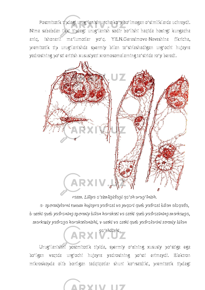 Postmitotik tipdagi urug‘lanish uncha ko‘p bo‘lmagan o‘simliklarda uchraydi. Nima sababdan ikki tipdagi urug‘lanish sodir bo‘lishi haqida hozirgi kungacha aniq, ishonarli ma’lumotlar yo‘q. YE.N.Gerasimova-Navashina fikricha, premitotik tip urug‘lanishda spermiy bilan ta’sirlashadigan urg‘ochi hujayra yadrosining po‘sti eritish xususiyati xromosomalarning ta’sirida ro‘y beradi. rasm. Liliya o‘simligidagi qo‘sh urug‘lnish. a- spermiylarni tuxum hujayra yadrosi va yuqori qutb yadrosi bilan aloqada, b-ustki qutb yadroning spermiy bilan harakati va ostki qutb yadrosining markazga, markaziy yadroga harakatlanishi, v-ustki va ostki qutb yadrolarini sermiy bilan qo‘shilishi. Urug‘lanishni postmitotik tipida, spermiy o‘zining xususiy po‘stiga ega bo‘lgan vaqtda urg‘ochi hujayra yadrosining po‘sti erimaydi. Elektron mikroskopda olib borilgan tadqiqotlar shuni ko‘rsatdiki, premitotik tipdagi 