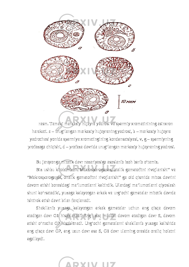 rasm. Tamaki markaziy hujayra yadrosi va spermiy xromatinining asinxron harakati. a – urug‘langan markaziy hujayraning yadrosi, b – markaziy hujayra yadrochasi yonida spermiya xromatingining kondensatsiyasi, v, g – spermiyning profazaga chiqishi, d – profaza davrida urug‘langan markaziy hujayraning yadrosi. Bu jarayonga mitotik davr nazariyasiga asoslanib izoh berib o‘tamiz. Biz ushbu kitobimizni “Mikrosporogenez, otalik gametofitni rivojlanishi” va “Makrosporogenez, onalik gametofitni rivojlanishi” ga oid qismida mitoz davrini davom etishi borasidagi ma’lumotlarni keltirdik. Ulardagi ma’lumotlarni qiyoslash shuni ko‘rsatadiki, yuzaga kelayotgan erkak va urg‘ochi gametalar mitotik davrda ishtirok etish davri bilan farqlanadi. Shakllanib yuzaga kelayotgan erkak gametalar uchun eng qisqa davom etadigan davr G1 hisoblanadi. Eng uzoq muddat davom etadigan davr S, davom etishi o‘rtacha G2 hisoblanadi. Urg‘ochi gametalarni shakllanib yuzaga kelishida eng qisqa davr G2, eng uzun davr esa S, G1 davr ularning orasida oraliq holatni egallaydi. 