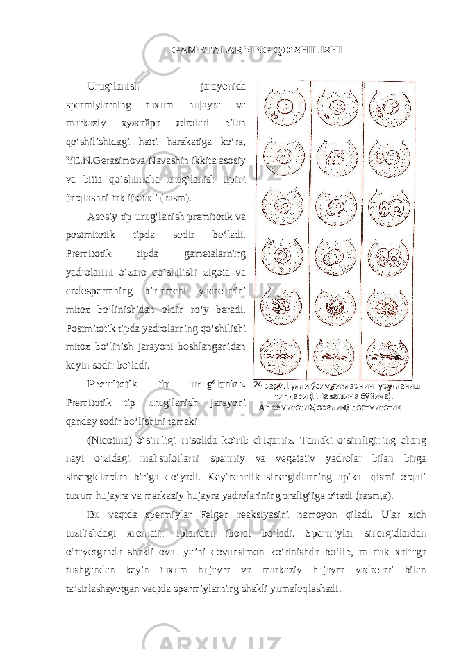 GAMETALARNING QO‘SHILISHI Urug‘lanish jarayonida spermiylarning tuxum hujayra va markaziy ҳужайра яdrolari bilan qo‘shilishidagi hatti harakatiga ko‘ra, YE.N.Gerasimova Navashin ikkita asosiy va bitta qo‘shimcha urug‘lanish tipini farqlashni taklif etadi (rasm). Asosiy tip urug‘lanish premitotik va postmitotik tipda sodir bo‘ladi. Premitotik tipda gametalarning yadrolarini o‘zaro qo‘shilishi zigota va endospermning birlamchi yadrolarini mitoz bo‘linishidan oldin ro‘y beradi. Postmitotik tipda yadrolarning qo‘shilishi mitoz bo‘linish jarayoni boshlanganidan keyin sodir bo‘ladi. Premitotik tip urug‘lanish. Premitotik tip urug‘lanish jarayoni qanday sodir bo‘lishini tamaki (Nicotina) o‘simligi misolida ko‘rib chiqamiz. Tamaki o‘simligining chang nayi o‘zidagi mahsulotlarni spermiy va vegetativ yadrolar bilan birga sinergidlardan biriga qo‘yadi. Keyinchalik sinergidlarning apikal qismi orqali tuxum hujayra va markaziy hujayra yadrolarining oralig‘iga o‘tadi (rasm,a). Bu vaqtda spermiylar Felgen reaksiyasini namoyon qiladi. Ular zich tuzilishdagi xromatin iplaridan iborat bo‘ladi. Spermiylar sinergidlardan o‘tayotganda shakli oval ya’ni qovunsimon ko‘rinishda bo‘lib, murtak xaltaga tushgandan keyin tuxum hujayra va markaziy hujayra yadrolari bilan ta’sirlashayotgan vaqtda spermiylarning shakli yumaloqlashadi. 24 - расм. Гулли ўсимликларнинг уруғланиш типлари (Г.Навашина бўйича). А - премитотик, Б - оралиқ, В - постмитотик 