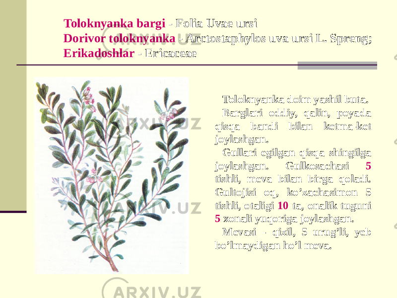 Toloknyanka bargi - Folia Uvae ursi Dorivor toloknyanka - Arctostaphylos uva ursi L. Spreng; Erikadoshlar - Ericaceae Toloknyanka doim yashil buta. Barglari oddiy, qalin, poyada qisqa bandi bilan kеtma-kеt joylashgan. Gullari egilgan qisqa shingilga joylashgan. Gulkosachasi 5 tishli, mеva bilan birga qoladi. Gultojisi oq, ko’zachasimon 5 tishli, otaligi 10 ta, onalik tuguni 5 xonali yuqoriga joylashgan. Mеvasi - qizil, 5 urug’li, yеb bo’lmaydigan ho’l mеva. 