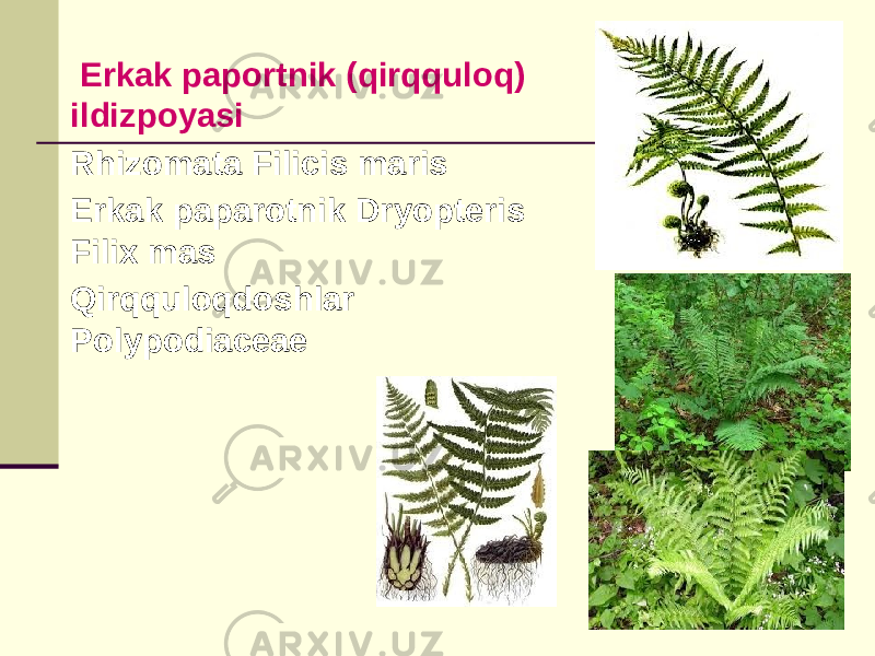  Erkak paportnik (qirqquloq) ildizpoyasi Rhizomata Filicis maris Erkak paparotnik Dryopteris Filix mas Qirqquloqdoshlar Polypodiaceae 