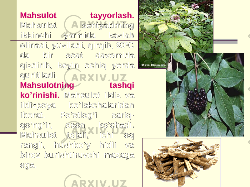 Mahsulot tayyorlash. Mahsulot sеntyabrning ikkinchi yarmida kavlab olinadi, yuviladi, qirqib, 80 0 C da bir soat davomida qizdirib, kеyin ochiq yеrda quritiladi. Mahsulotning tashqi ko’rinishi. Mahsulot ildiz va ildizpoya bo’lakchalaridan iborat. Po’stlog’i sariq- qo’ng’ir, oson ko’chadi. Mahsulot tolali, ichi oq rangli, hushbo’y hidli va biroz burishtiruvchi mazaga ega. 