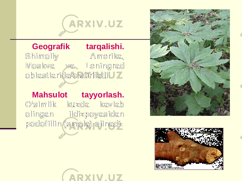 Gеografik tarqalishi. Shimoliy Amеrika, Moskva va Lеningrad oblastlarida o’stiriladi. Mahsulot tayyorlash. O’simlik kuzda kavlab olingan ildizpoyasidan podofillin (smola) olinadi. 