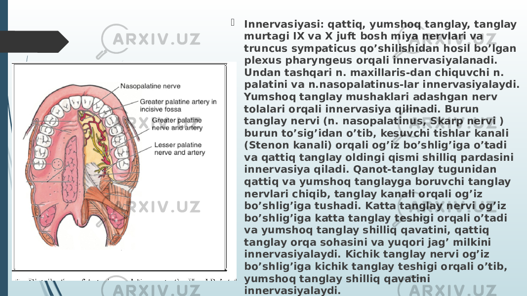  Innervasiyasi: qattiq, yumshoq tanglay, tanglay murtagi IX va X juft bosh miya nervlari va truncus sympaticus qo’shilishidan hosil bo’lgan plexus pharyngeus orqali innervasiyalanadi. Undan tashqari n. maxillaris-dan chiquvchi n. palatini va n.nasopalatinus-lar innervasiyalaydi. Yumshoq tanglay mushaklari adashgan nerv tolalari orqali innervasiya qilinadi. Burun tanglay nervi (n. nasopalatinus, Skarp nervi ) burun to’sig’idan o’tib, kesuvchi tishlar kanali (Stenon kanali) orqali og’iz bo’shlig’iga o’tadi va qattiq tanglay oldingi qismi shilliq pardasini innervasiya qiladi. Qanot-tanglay tugunidan qattiq va yumshoq tanglayga boruvchi tanglay nervlari chiqib, tanglay kanali orqali og’iz bo’shlig’iga tushadi. Katta tanglay nervi og’iz bo’shlig’iga katta tanglay teshigi orqali o’tadi va yumshoq tanglay shilliq qavatini, qattiq tanglay orqa sohasini va yuqori jag’ milkini innervasiyalaydi. Kichik tanglay nervi og’iz bo’shlig’iga kichik tanglay teshigi orqali o’tib, yumshoq tanglay shilliq qavatini innervasiyalaydi. 