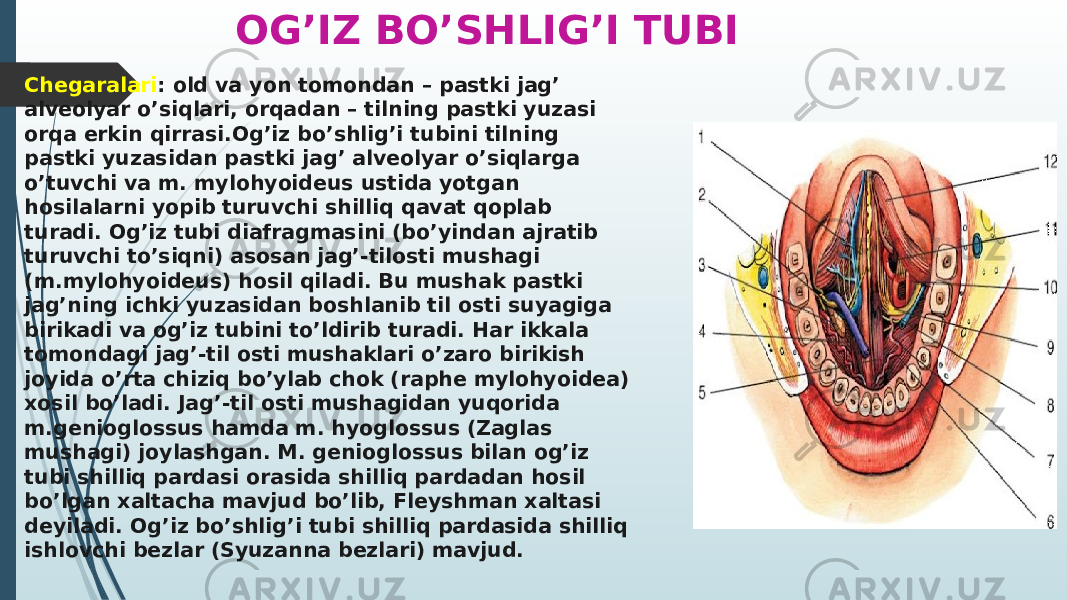 OG’IZ BO’SHLIG’I TUBI  Chegaralari : old va yon tomondan – pastki jag’ alveolyar o’siqlari, orqadan – tilning pastki yuzasi orqa erkin qirrasi.Og’iz bo’shlig’i tubini tilning pastki yuzasidan pastki jag’ alveolyar o’siqlarga o’tuvchi va m. mylohyoideus ustida yotgan hosilalarni yopib turuvchi shilliq qavat qoplab turadi. Og’iz tubi diafragmasini (bo’yindan ajratib turuvchi to’siqni) asosan jag’-tilosti mushagi (m.mylohyoideus) hosil qiladi. Bu mushak pastki jag’ning ichki yuzasidan boshlanib til osti suyagiga birikadi va og’iz tubini to’ldirib turadi. Har ikkala tomondagi jag’-til osti mushaklari o’zaro birikish joyida o’rta chiziq bo’ylab chok (raphe mylohyoidea) xosil bo’ladi. Jag’-til osti mushagidan yuqorida m.genioglossus hamda m. hyoglossus (Zaglas mushagi) joylashgan. M. genioglossus bilan og’iz tubi shilliq pardasi orasida shilliq pardadan hosil bo’lgan xaltacha mavjud bo’lib, Fleyshman xaltasi deyiladi. Og’iz bo’shlig’i tubi shilliq pardasida shilliq ishlovchi bezlar (Syuzanna bezlari) mavjud. 