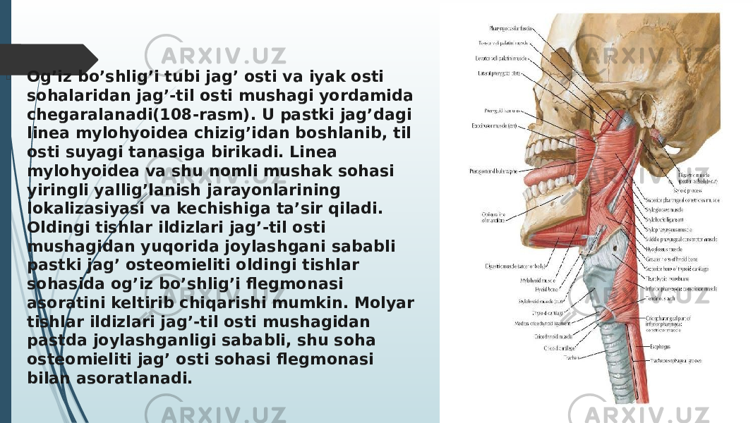  Og’iz bo’shlig’i tubi jag’ osti va iyak osti sohalaridan jag’-til osti mushagi yordamida chegaralanadi(108-rasm). U pastki jag’dagi linea mylohyoidea chizig’idan boshlanib, til osti suyagi tanasiga birikadi. Linea mylohyoidea va shu nomli mushak sohasi yiringli yallig’lanish jarayonlarining lokalizasiyasi va kechishiga ta’sir qiladi. Oldingi tishlar ildizlari jag’-til osti mushagidan yuqorida joylashgani sababli pastki jag’ osteomieliti oldingi tishlar sohasida og’iz bo’shlig’i flegmonasi asoratini keltirib chiqarishi mumkin. Molyar tishlar ildizlari jag’-til osti mushagidan pastda joylashganligi sababli, shu soha osteomieliti jag’ osti sohasi flegmonasi bilan asoratlanadi. 