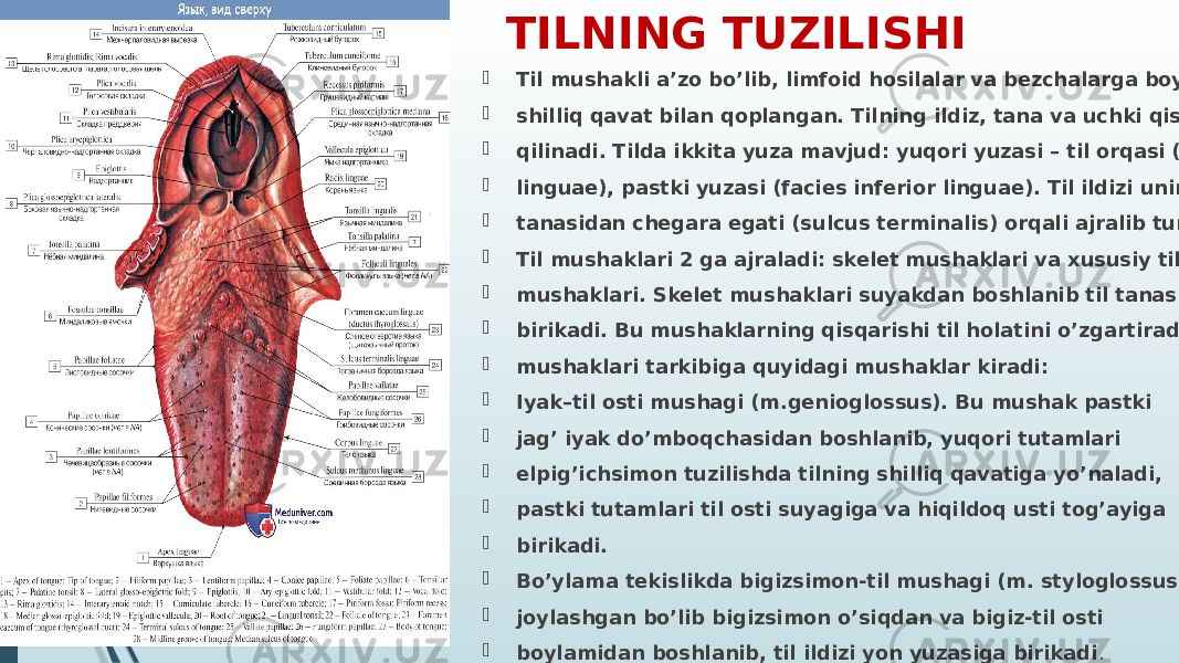 TILNING TUZILISHI  Til mushakli a’zo bo’lib, limfoid hosilalar va bezchalarga boy  shilliq qavat bilan qoplangan. Tilning ildiz, tana va uchki qismi tafovut  qilinadi. Tilda ikkita yuza mavjud: yuqori yuzasi – til orqasi (dorsum  linguae), pastki yuzasi (facies inferior linguae). Til ildizi uning  tanasidan chegara egati (sulcus terminalis) orqali ajralib turadi  Til mushaklari 2 ga ajraladi: skelet mushaklari va xususiy til  mushaklari. Skelet mushaklari suyakdan boshlanib til tanasiga  birikadi. Bu mushaklarning qisqarishi til holatini o’zgartiradi. Skelet  mushaklari tarkibiga quyidagi mushaklar kiradi:  Iyak–til osti mushagi (m.genioglossus). Bu mushak pastki  jag’ iyak do’mboqchasidan boshlanib, yuqori tutamlari  elpig’ichsimon tuzilishda tilning shilliq qavatiga yo’naladi,  pastki tutamlari til osti suyagiga va hiqildoq usti tog’ayiga  birikadi.  Bo’ylama tekislikda bigizsimon-til mushagi (m. styloglossus)  joylashgan bo’lib bigizsimon o’siqdan va bigiz-til osti  boylamidan boshlanib, til ildizi yon yuzasiga birikadi . 