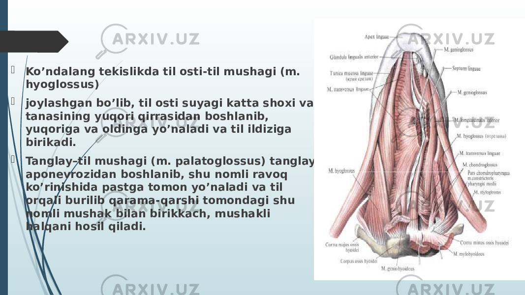  Ko’ndalang tekislikda til osti-til mushagi (m. hyoglossus)  joylashgan bo’lib, til osti suyagi katta shoxi va tanasining yuqori qirrasidan boshlanib, yuqoriga va oldinga yo’naladi va til ildiziga birikadi.  Tanglay–til mushagi (m. palatoglossus) tanglay aponevrozidan boshlanib, shu nomli ravoq ko’rinishida pastga tomon yo’naladi va til orqali burilib qarama-qarshi tomondagi shu nomli mushak bilan birikkach, mushakli halqani hosil qiladi. 