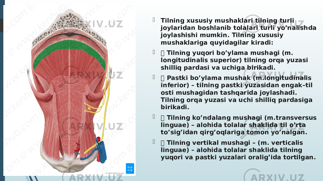  Tilning xususiy mushaklari tilning turli joylaridan boshlanib tolalari turli yo’nalishda joylashishi mumkin. Tilning xususiy mushaklariga quyidagilar kiradi:   Tilning yuqori bo’ylama mushagi (m. longitudinalis superior) tilning orqa yuzasi shilliq pardasi va uchiga birikadi.   Pastki bo’ylama mushak (m.longitudinalis inferior) – tilning pastki yuzasidan engak–til osti mushagidan tashqarida joylashadi. Tilning orqa yuzasi va uchi shilliq pardasiga birikadi.   Tilning ko’ndalang mushagi (m.transversus linguae) – alohida tolalar shaklida til o’rta to’sig’idan qirg’oqlariga tomon yo’nalgan.   Tilning vertikal mushagi – (m. verticalis linguae) – alohida tolalar shaklida tilning yuqori va pastki yuzalari oralig’ida tortilgan. 