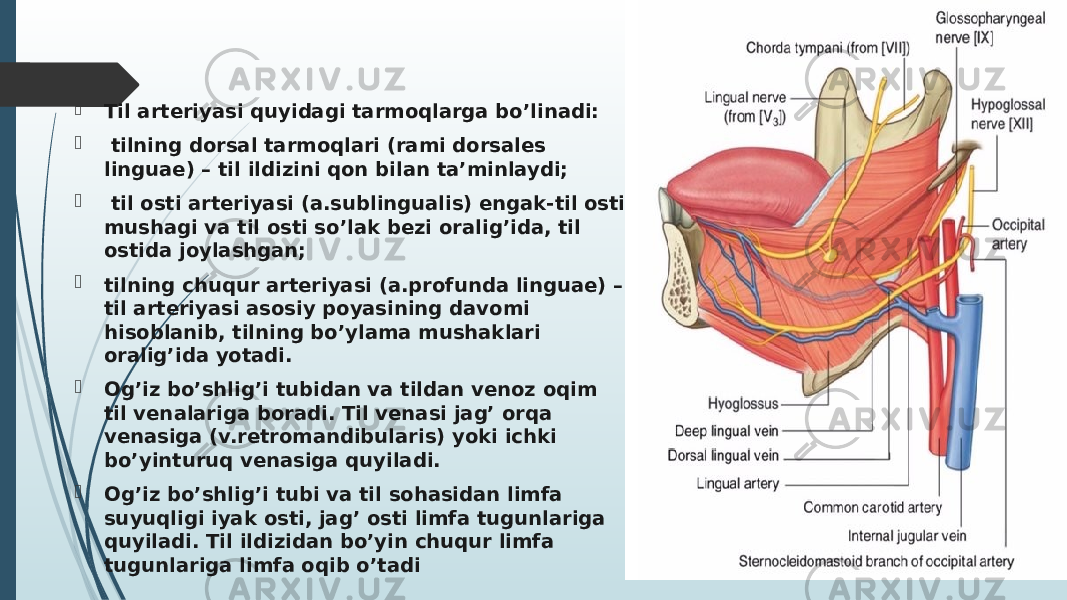  Til arteriyasi quyidagi tarmoqlarga bo’linadi:  tilning dorsal tarmoqlari (rami dorsales linguae) – til ildizini qon bilan ta’minlaydi;  til osti arteriyasi (a.sublingualis) engak-til osti mushagi va til osti so’lak bezi oralig’ida, til ostida joylashgan;  tilning chuqur arteriyasi (a.profunda linguae) – til arteriyasi asosiy poyasining davomi hisoblanib, tilning bo’ylama mushaklari oralig’ida yotadi.  Og’iz bo’shlig’i tubidan va tildan venoz oqim til venalariga boradi. Til venasi jag’ orqa venasiga (v.retromandibularis) yoki ichki bo’yinturuq venasiga quyiladi.  Og’iz bo’shlig’i tubi va til sohasidan limfa suyuqligi iyak osti, jag’ osti limfa tugunlariga quyiladi. Til ildizidan bo’yin chuqur limfa tugunlariga limfa oqib o’tadi 