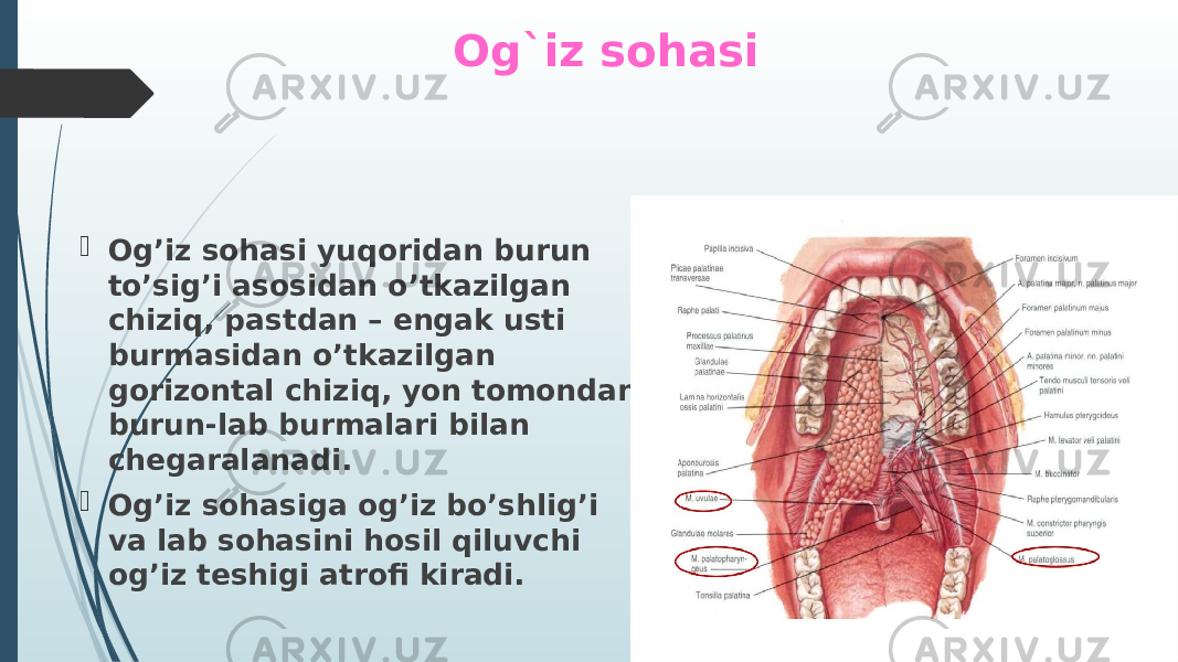 Og`iz sohasi  Og’iz sohasi yuqoridan burun to’sig’i asosidan o’tkazilgan chiziq, pastdan – engak usti burmasidan o’tkazilgan gorizontal chiziq, yon tomondan burun-lab burmalari bilan chegaralanadi.  Og’iz sohasiga og’iz bo’shlig’i va lab sohasini hosil qiluvchi og’iz teshigi atrofi kiradi. 