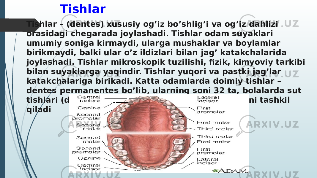 Tishlar  Tishlar – (dentes) xususiy og’iz bo’shlig’i va og’iz dahlizi orasidagi chegarada joylashadi. Tishlar odam suyaklari umumiy soniga kirmaydi, ularga mushaklar va boylamlar birikmaydi, balki ular o’z ildizlari bilan jag’ katakchalarida joylashadi. Tishlar mikroskopik tuzilishi, fizik, kimyoviy tarkibi bilan suyaklarga yaqindir. Tishlar yuqori va pastki jag’lar katakchalariga birikadi. Katta odamlarda doimiy tishlar – dentes permanentes bo’lib, ularning soni 32 ta, bolalarda sut tishlari (dentes decidui) bo’lib ularning soni 20 tani tashkil qiladi 